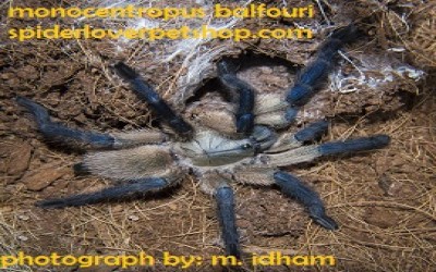 monocentropus balfouri 5-6 cm tarantula